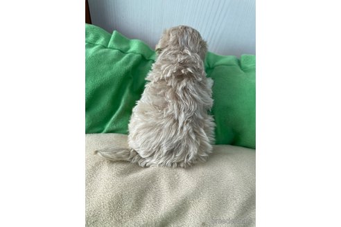 成約済の滋賀県のマルプー:マルチーズ×トイプードル-336192の21枚目
