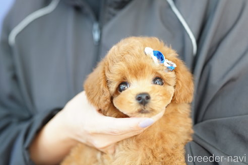 成約済の埼玉県のトイプードル-339128の3枚目