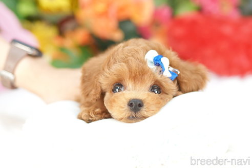 成約済の埼玉県のトイプードル-339128の2枚目