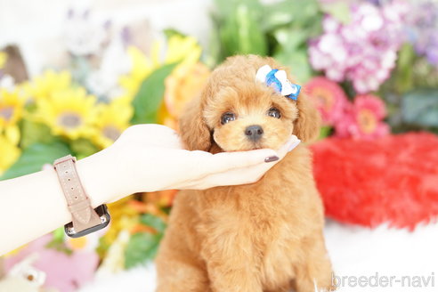 成約済の埼玉県のトイプードル-339128