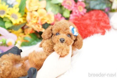 成約済の埼玉県のトイプードル-339130の4枚目