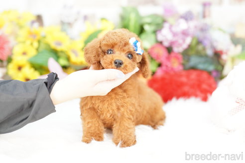 成約済の埼玉県のトイプードル-339130の1枚目