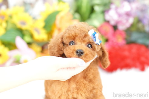 成約済の埼玉県のトイプードル-339130の2枚目