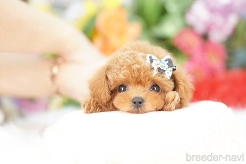 成約済の埼玉県のトイプードル-339141の4枚目