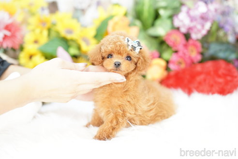 成約済の埼玉県のトイプードル-339141の3枚目