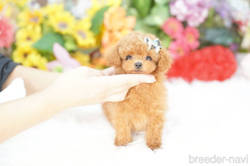 成約済の埼玉県のトイプードル-339141の2枚目