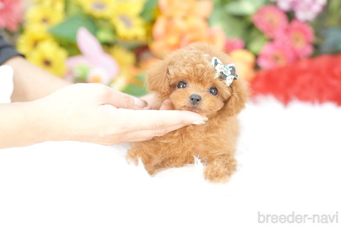 成約済の埼玉県のトイプードル-339141の1枚目