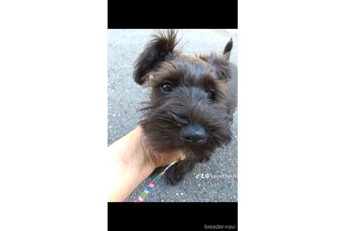 花ちゃんちゃん1枚目