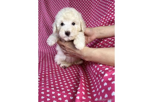 成約済の北海道のミックス犬-339149