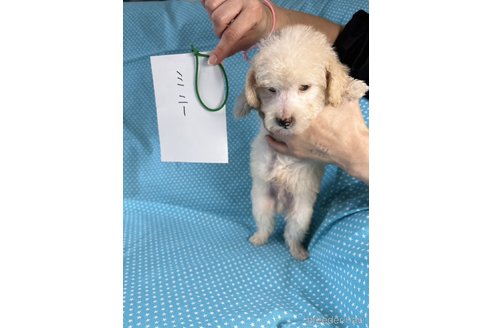 成約済の北海道のミックス犬-339152の4枚目