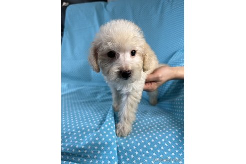 成約済の北海道のミックス犬-339152の3枚目