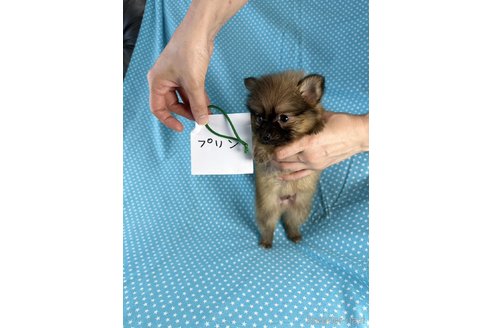 成約済の北海道のミックス犬-339166の3枚目