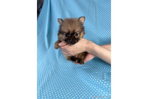 成約済の北海道のミックス犬-339166の2枚目