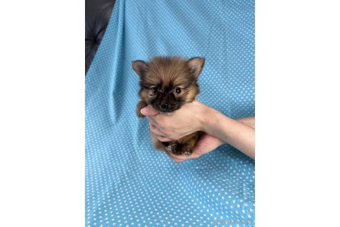 成約済の北海道のミックス犬-339166の1枚目