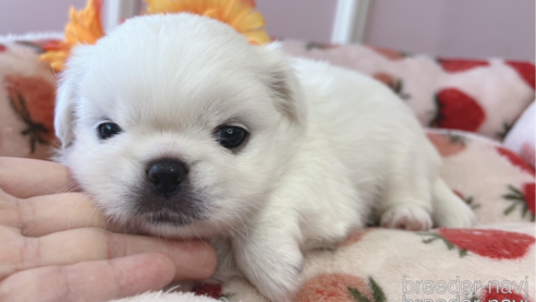 成約済の広島県のミックス犬-337205の3枚目