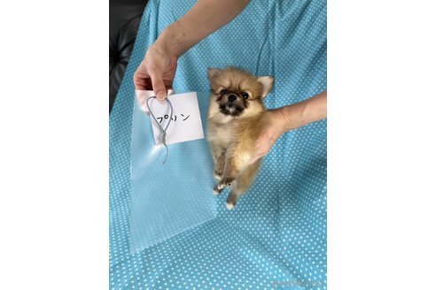 成約済の北海道のミックス犬-339168の3枚目