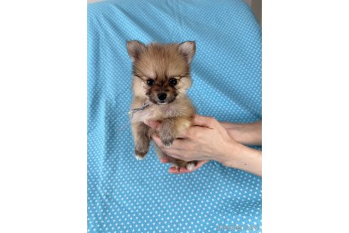 成約済の北海道のミックス犬-339168の1枚目