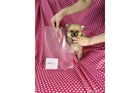 成約済の北海道のミックス犬-339169の4枚目