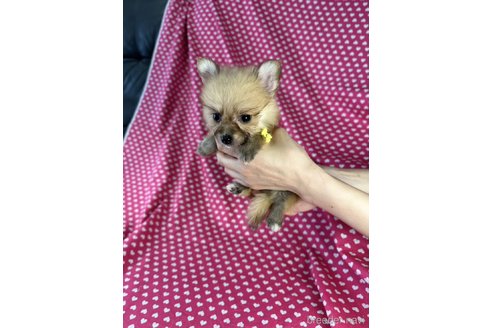 成約済の北海道のミックス犬-339169の3枚目