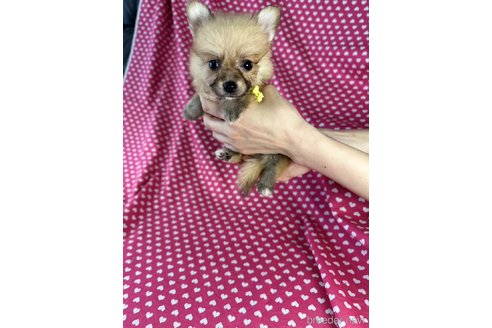 成約済の北海道のミックス犬-339169の2枚目