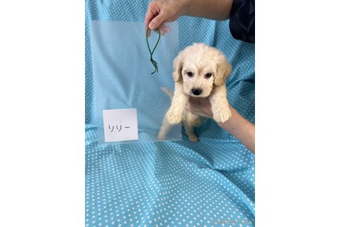 成約済の北海道のミックス犬-339172の4枚目