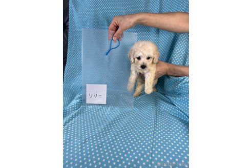 成約済の北海道のミックス犬-339173の4枚目