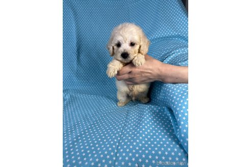 成約済の北海道のミックス犬-339173の3枚目