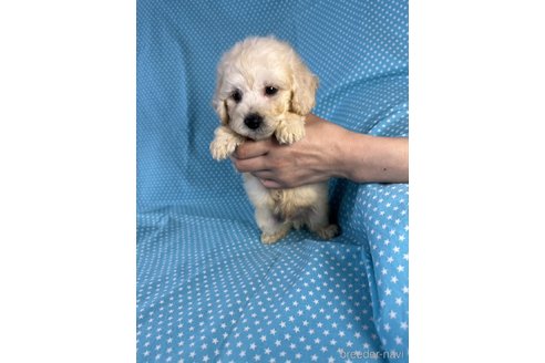 成約済の北海道のミックス犬-339173の2枚目