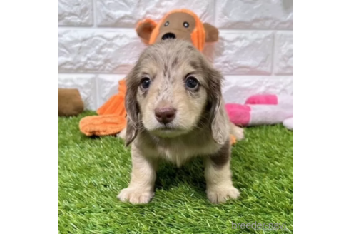 成約済の愛知県のミニチュアダックスフンド(ロングヘアード)-339175の3枚目