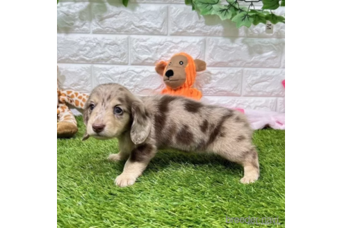 成約済の愛知県のミニチュアダックスフンド(ロングヘアード)-339175の4枚目