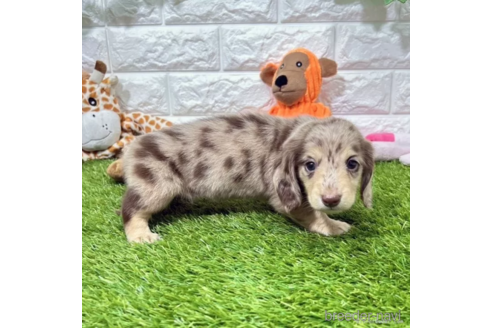 成約済の愛知県のミニチュアダックスフンド(ロングヘアード)-339175の2枚目