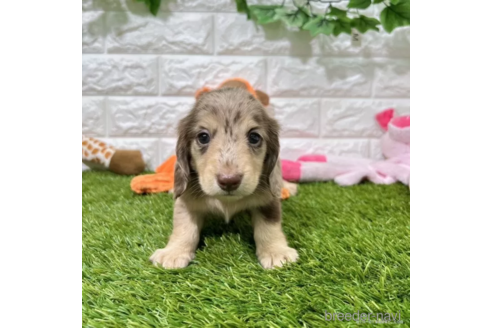 成約済の愛知県のミニチュアダックスフンド(ロングヘアード)-339175の1枚目