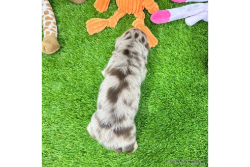 成約済の愛知県のミニチュアダックスフンド(ロングヘアード)-339175の5枚目