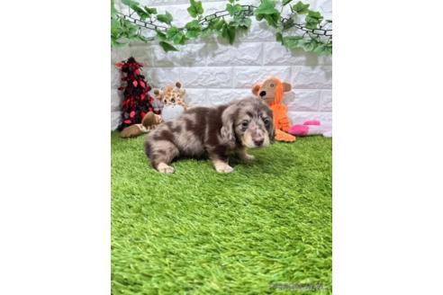 成約済の愛知県のミニチュアダックスフンド(ロングヘアード)-339176の5枚目