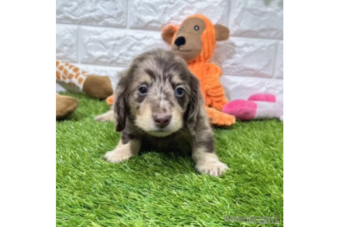 成約済の愛知県のミニチュアダックスフンド(ロングヘアード)-339176の2枚目