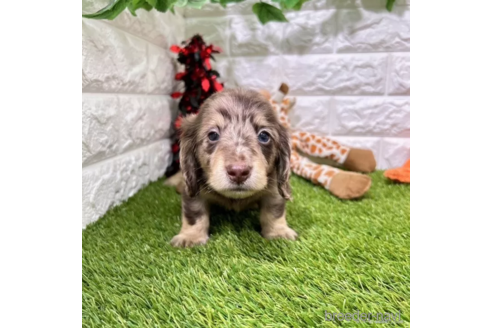 成約済の愛知県のミニチュアダックスフンド(ロングヘアード)-339176の1枚目