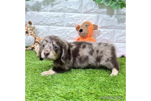 成約済の愛知県のミニチュアダックスフンド(ロングヘアード)-339176の3枚目