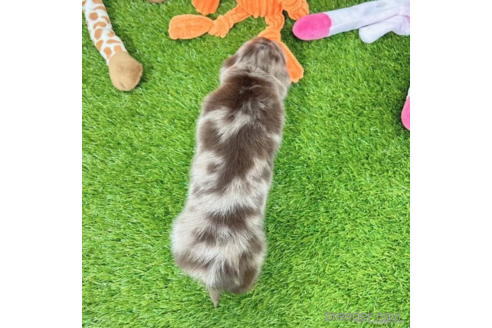 成約済の愛知県のミニチュアダックスフンド(ロングヘアード)-339176の4枚目