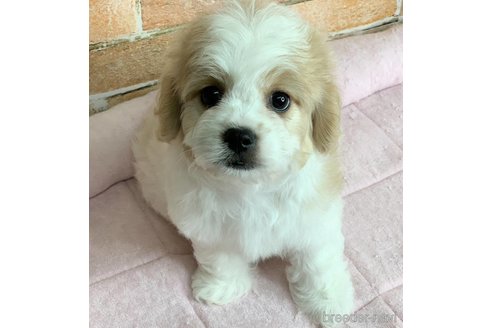 成約済の兵庫県のミックス犬-339181の3枚目