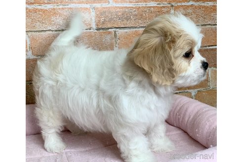 成約済の兵庫県のミックス犬-339181の5枚目