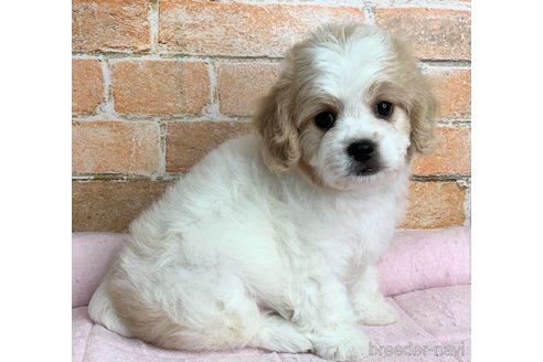 成約済の兵庫県のミックス犬-339181の6枚目