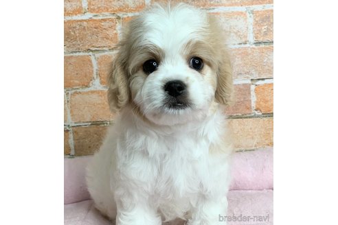 成約済の兵庫県のミックス犬-339181の2枚目
