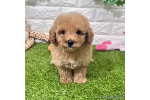 成約済の愛知県のトイプードル-339182の1枚目