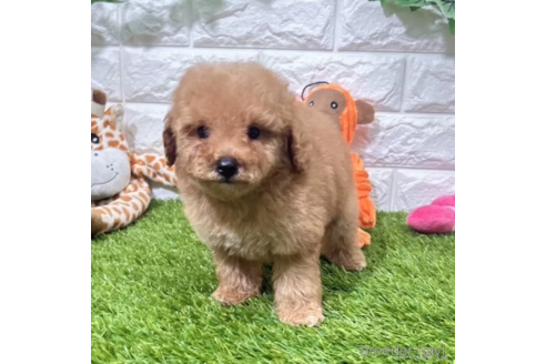 成約済の愛知県のトイプードル-339182の3枚目