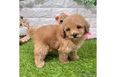 成約済の愛知県のトイプードル-339182の2枚目