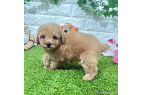 成約済の愛知県のトイプードル-339182の4枚目