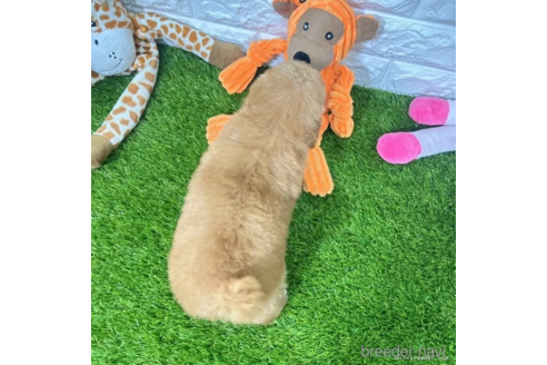 成約済の愛知県のトイプードル-339182の5枚目