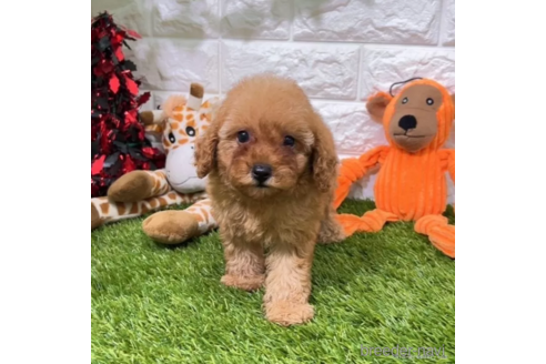 成約済の愛知県のトイプードル-339184の1枚目