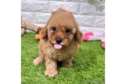 成約済の愛知県のトイプードル-339184の5枚目