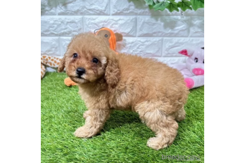 成約済の愛知県のトイプードル-339184の4枚目